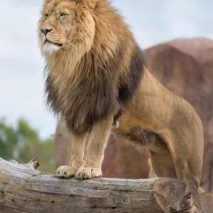 Meet your Posher, Husam